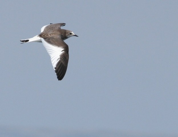 Sabine's Gull